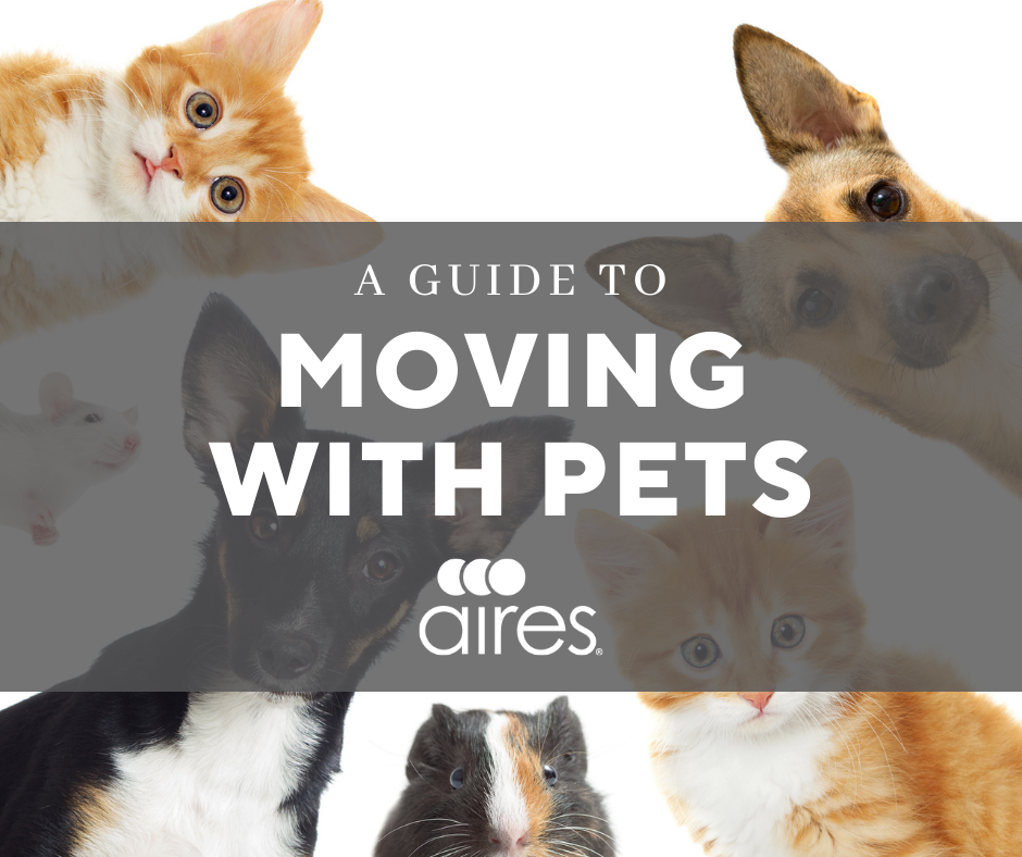 A Guide To Moving With Pets   RussiaUkraine 4 1 #keepProtocol